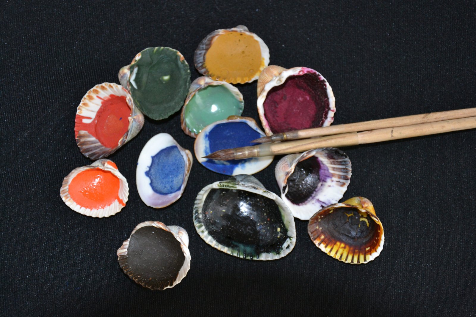 8 colori in conchiglia ⊱ Francesco Mori Artista